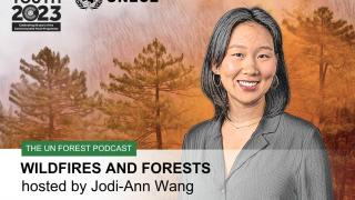 Podcast cover "wildfires and forests"