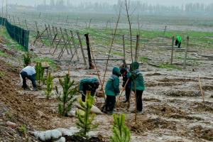 Uzbekistan tree planting