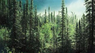 boreal forest
