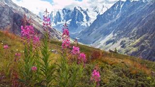 Photo of mountain flowers in Central Asia